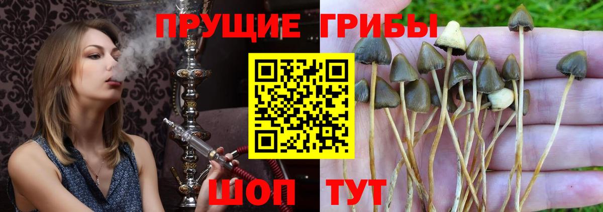 Светлоград  Галлюциногенные грибы Psilocybe  хочу наркоту  Вход с VPN 